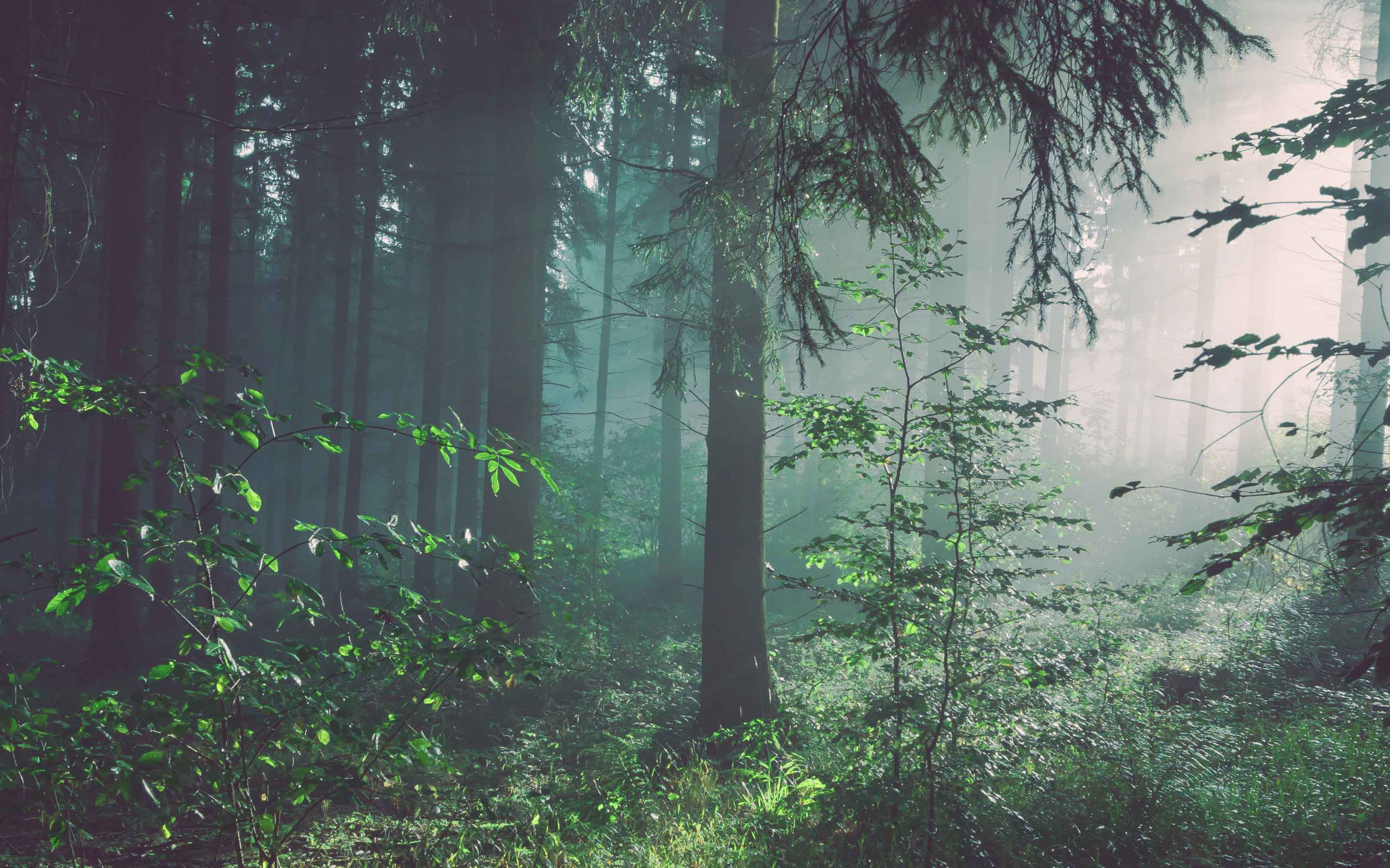 Foggy forest